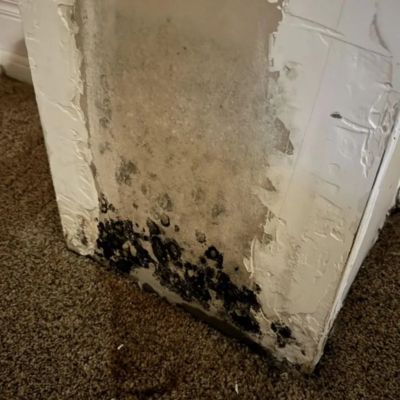 Professional Mold Removal in Ballinger, TX